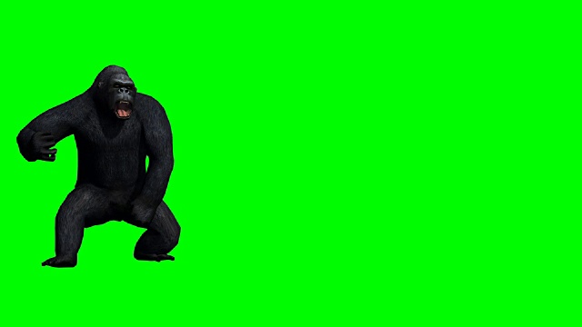 大猩猩攻击绿屏(可循环)视频素材