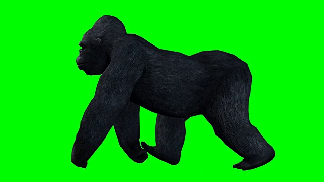 大猩猩行走绿屏(可循环)视频素材