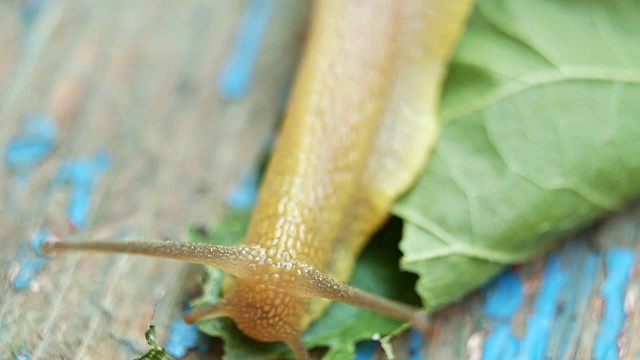 葡萄蜗牛与一个壳在木背景视频素材