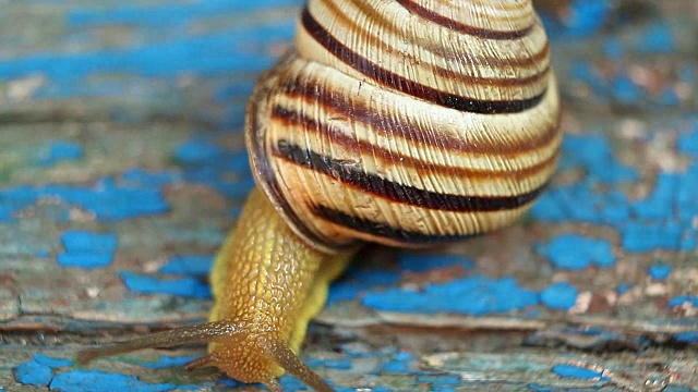葡萄蜗牛与一个壳在木背景视频素材