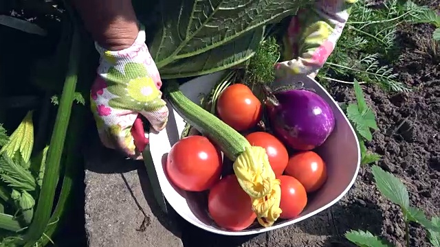 生物花园中有丰富的作物，胡萝卜，茄子，城市园艺，番茄，4K视频下载