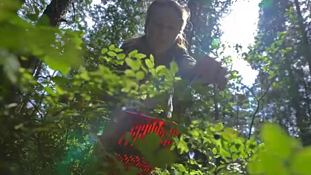 在国家公园森林里，妇女用特殊的收割机采摘野浆果视频下载