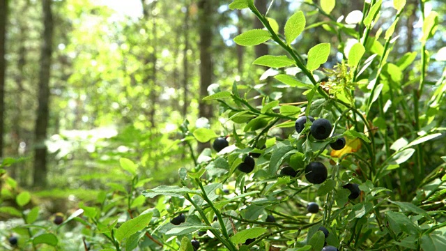 在国家公园森林里采摘野生浆果的人视频下载