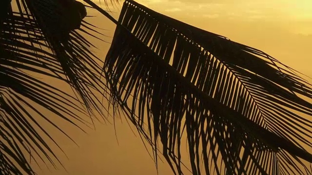 日落时分椰子树叶子在风中摇曳的剪影视频素材