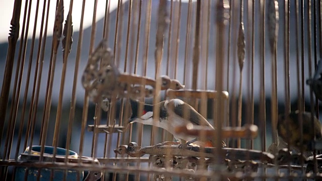 鸟在笼子里视频素材