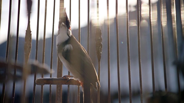 鸟在笼子里视频素材
