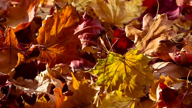 秋叶的干色视频素材