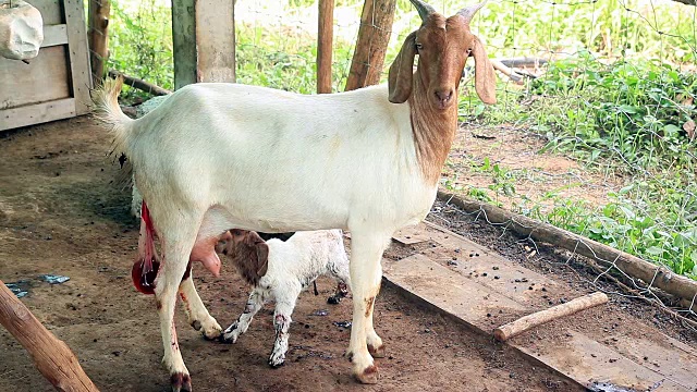 山羊妈妈在当地农场给她的新生儿喂奶视频下载