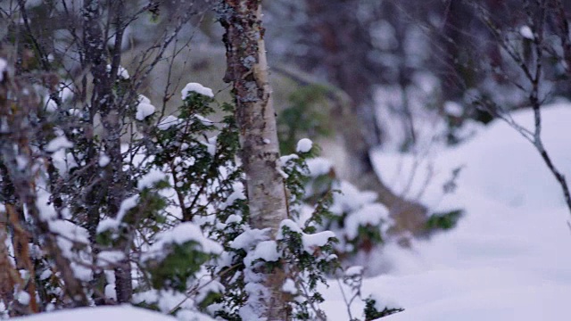 在美丽的冬季森林里，远处有一只雄伟的狼视频下载