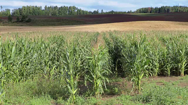 玉米田，后面是风景视频素材