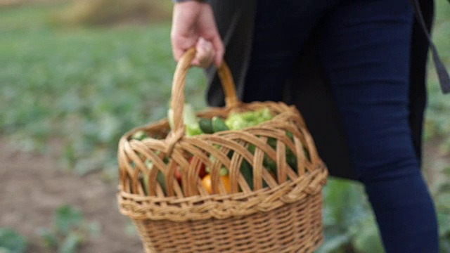 一个农民带着一个装着有机蔬菜的篮子在田里散步视频素材