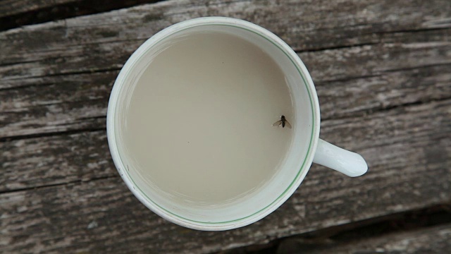苍蝇漂浮在白茶的表面视频素材