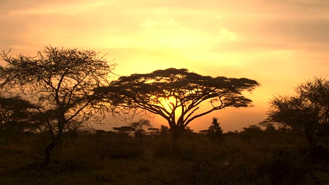 伞状穹顶状的金合欢树冠在热带大草原上视频素材