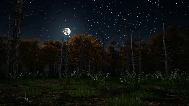 月色之夜的可怕秋林视频素材