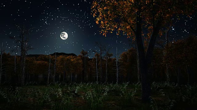 阴沉沉的秋夜森林视频素材