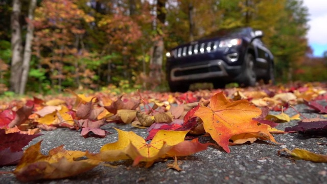 慢镜头近景黑色SUV汽车在森林道路上旋转的秋叶视频购买
