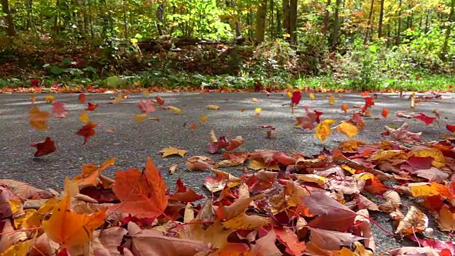 慢镜头:一辆汽车在森林道路上行驶，身后五颜六色的秋叶纷飞视频素材