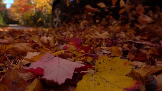 慢镜头:汽车行驶在色彩斑斓的森林道路上，秋叶灿烂视频素材