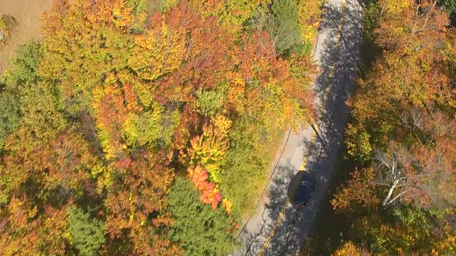 空中俯瞰:一辆SUV在秋日的森林中，行驶在明亮的黄色树梢下视频素材