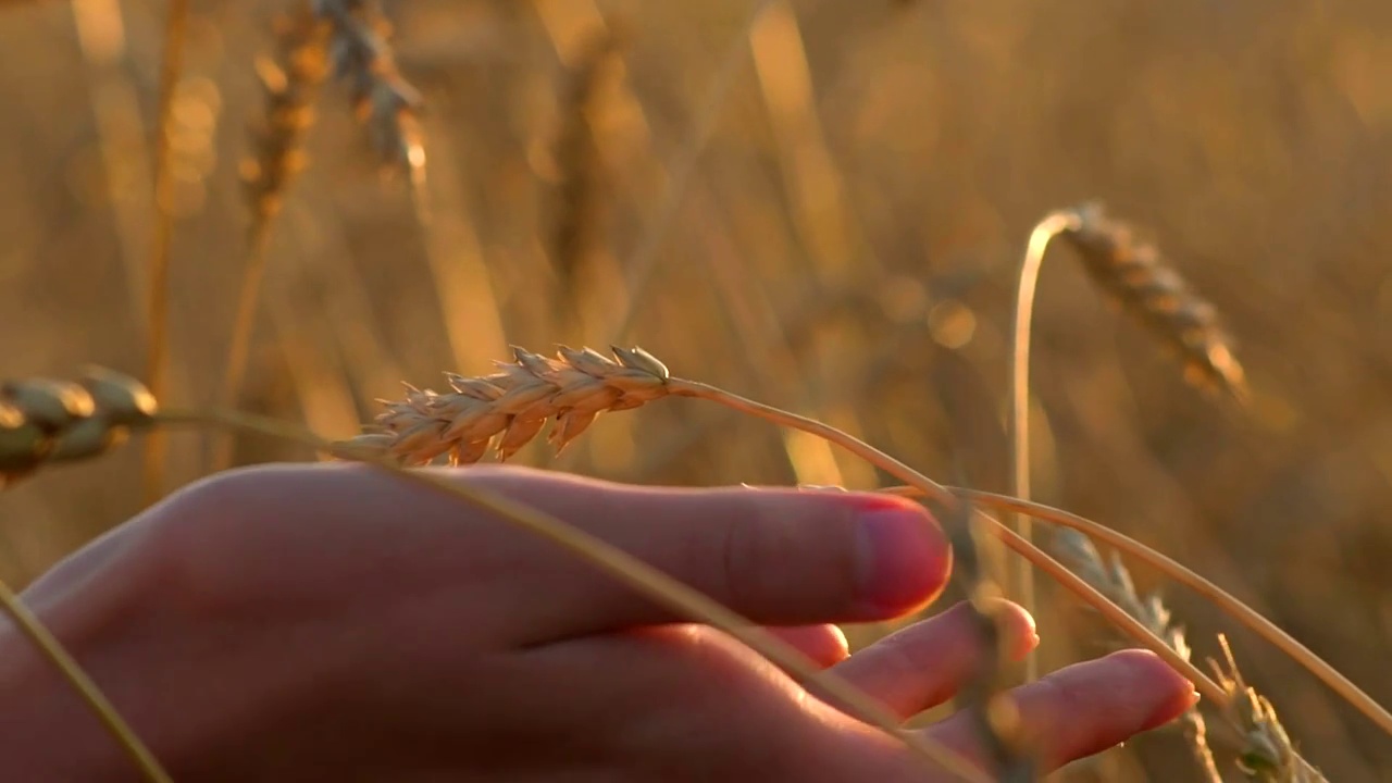 特写女子用手触摸麦穗。农民的手触摸着小麦玉米农业。收获的概念。收割。慢动作视频片段视频下载