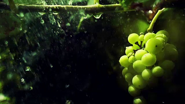 新鲜的葡萄在雨中视频素材