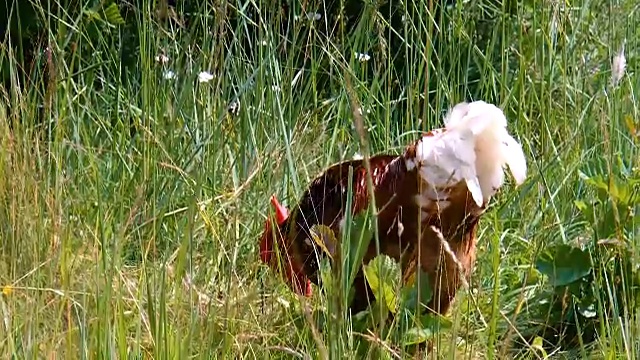 草丛中美丽的公鸡视频素材
