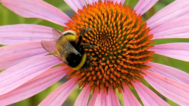 大黄蜂授粉的花视频素材
