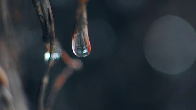宏观水滴在森林的树枝上视频素材