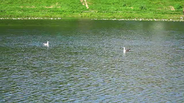 两只海鸥在池塘里游泳。视频素材