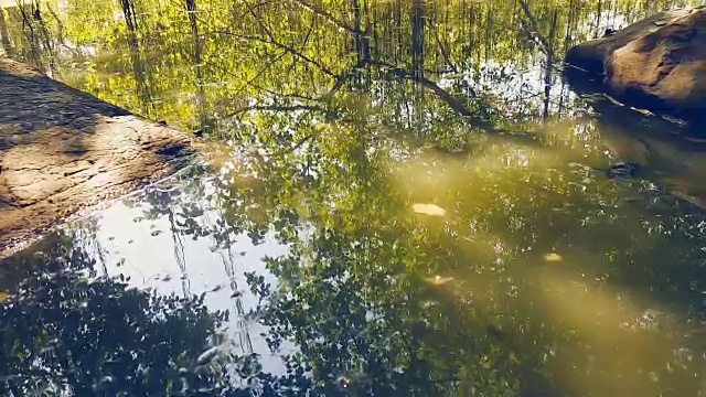 小溪在春天森林多莉拍摄视频素材
