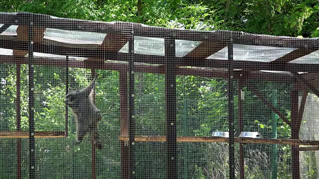 浣熊爬上动物园的笼子视频素材