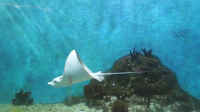 海鱼在海水里自由地游动视频素材