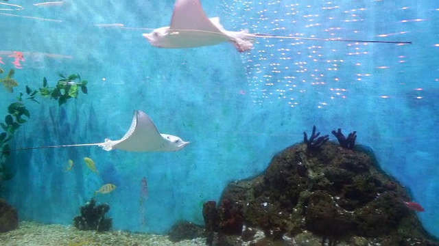 海鱼在海水里自由地游动视频素材