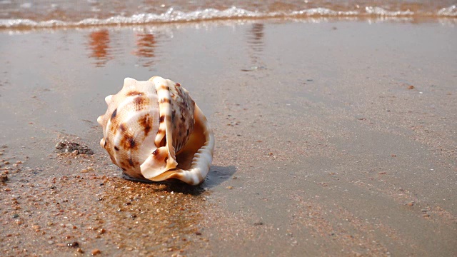 沙滩上的贝壳视频素材