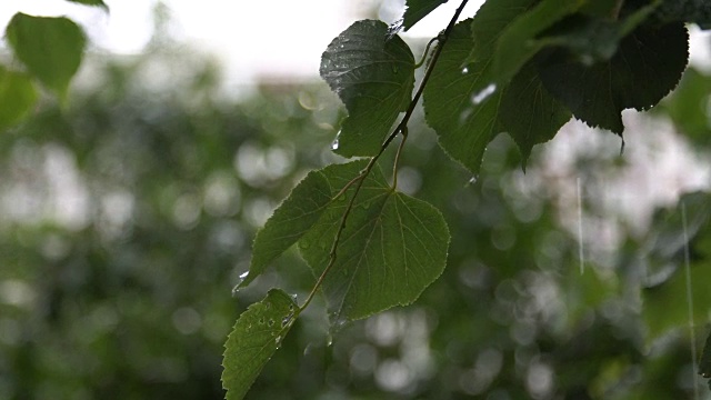 雨滴落在树叶上视频素材