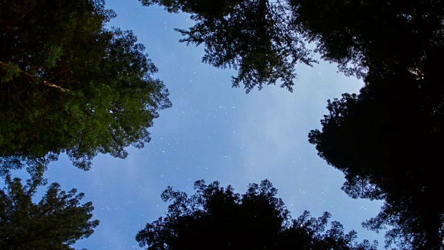 大红杉森林上空的夜空视频下载