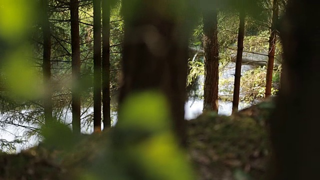 幼芽和橡树叶在温暖的夏日阳光的照射下，在流动的溪流背景下，森林景观焦点过渡视频素材