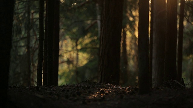 神秘的森林在阳光下喷出彩虹色视频下载