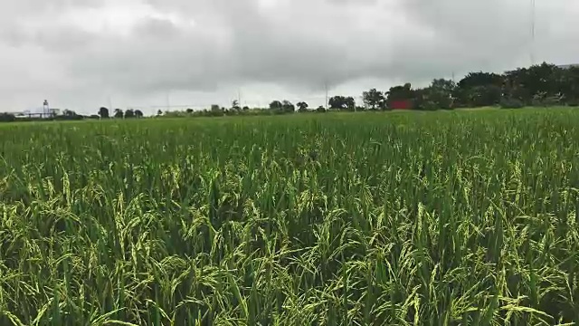 泰国，恶劣天气下种植水稻视频素材