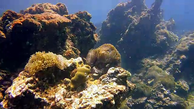 壮丽的海葵(海葵)水下海景视频下载