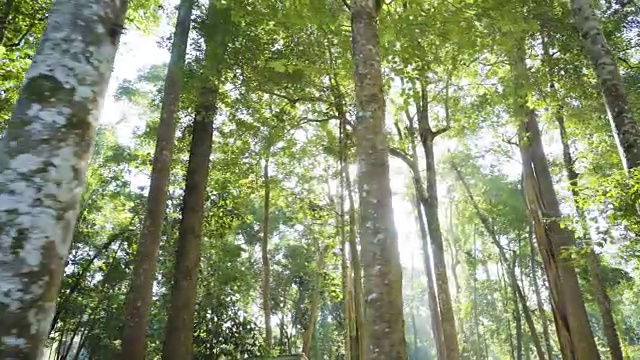 4K多莉拍摄，热带森林和太阳耀斑在早上。视频素材