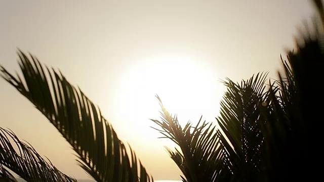 阳光透过棕榈叶在一片温暖的树荫下，呈现出热带的景象视频素材