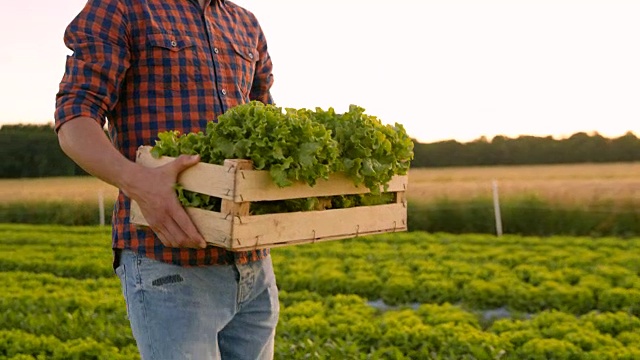 蔬菜种植者搬运装有生菜的木条箱视频素材