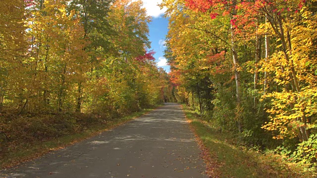 慢镜头POV:在阳光明媚的秋日，驾车穿过美丽多彩的森林视频素材