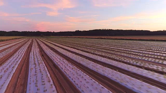 在日落时，空中的一排排生菜幼苗视频素材