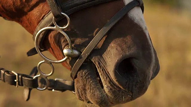 马的嘴和鼻孔，特写。视频素材