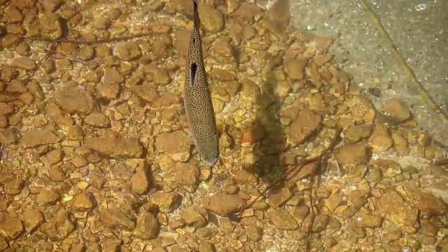 鳟鱼在河里游泳视频素材