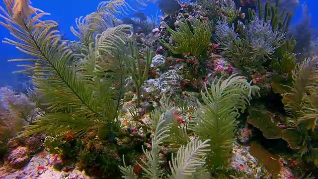 在加勒比海阿库马尔湾附近的珊瑚礁潜水-玛雅里维埃拉/科苏梅尔，金塔纳罗奥，墨西哥视频素材