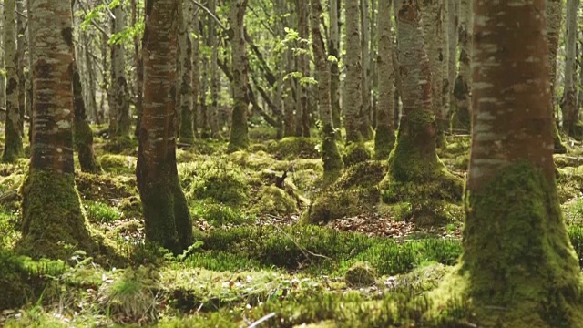倾斜拍摄苔藓和树木生长在森林视频素材