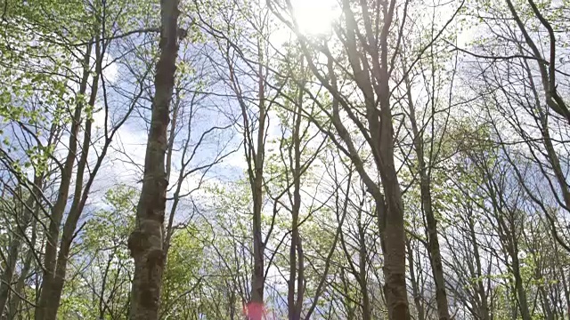 倾斜拍摄的树木和苔藓生长在森林视频素材
